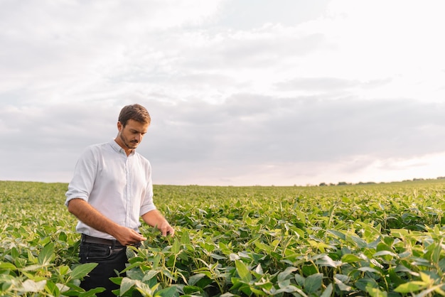 Agronomo che ispeziona le colture di semi di soia che crescono nel campo dell'azienda agricola. Concetto di produzione agricola. giovane agronomo esamina il raccolto di soia sul campo in estate. Contadino su un campo di soia