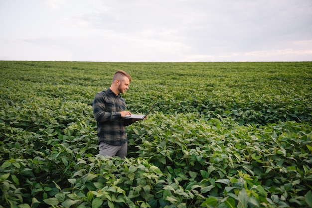 Agronomo che ispeziona le colture di semi di soia che crescono nel campo dell'azienda agricola. Concetto di produzione agricola. giovane agronomo esamina il raccolto di soia sul campo in estate. Contadino su un campo di soia