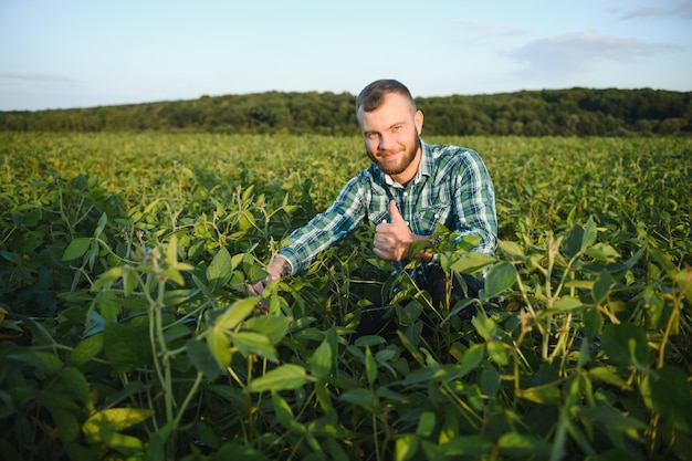 Agronomo che ispeziona le colture di semi di soia che crescono nel campo dell'azienda agricola. Concetto di produzione agricola. giovane agronomo esamina il raccolto di soia sul campo in estate. Contadino su un campo di soia