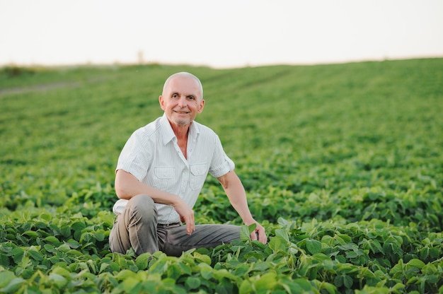 Agronomo che ispeziona le colture di semi di soia che crescono nel campo dell'azienda agricola