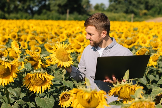 Agronomo con laptop ispeziona il raccolto di girasole in campo agricolo