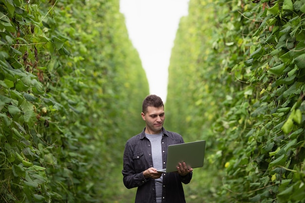 Agronomo con laptop tra campo verde di fagiolini Tempo di raccolta