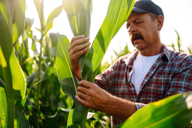 Agronomo contadino in piedi nel campo verde che tiene in mano la foglia di mais e analizza il raccolto di mais