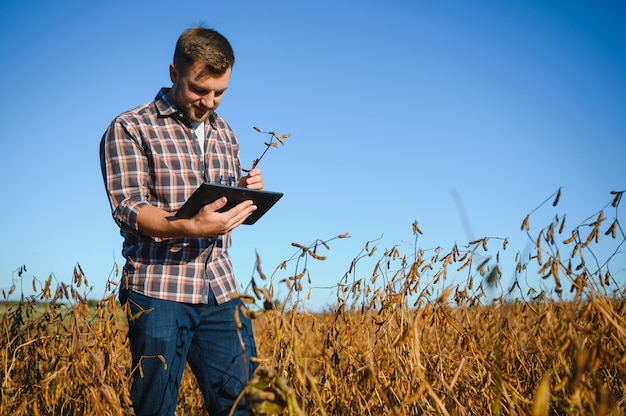 Agronomo dell'agricoltore nel campo della soia che controlla i raccolti prima del raccolto. Produzione e coltivazione di alimenti biologici.