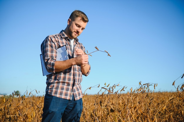 Agronomo dell'agricoltore nel campo della soia che controlla i raccolti prima del raccolto. Produzione e coltivazione di alimenti biologici.