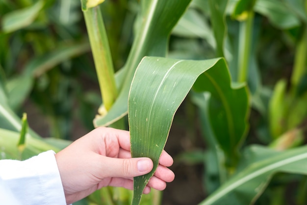 Agronomo femminile che controlla la qualità delle colture di mais nel campo.