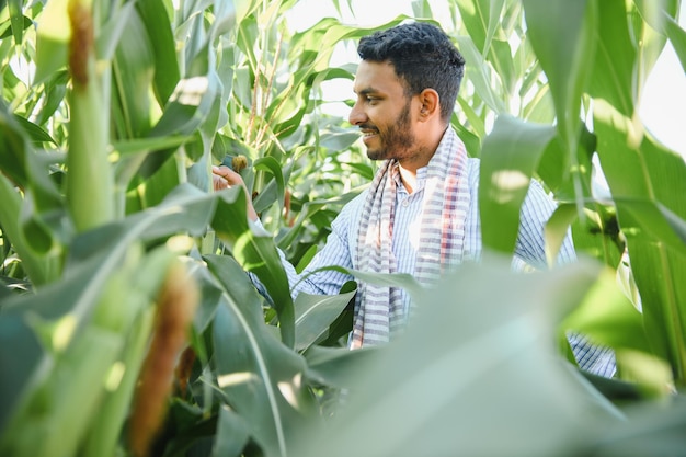 Agronomo indiano al campo di mais agricolo