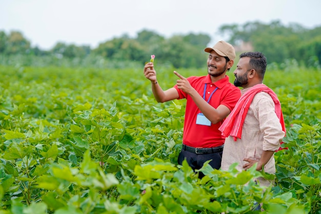 Agronomo indiano o ufficiale che discute con l'agricoltore nel campo agricolo di cotone verde.