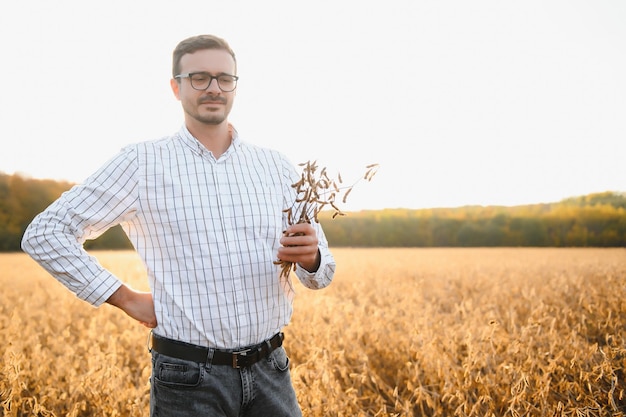 Agronomo o agricoltore che esamina il raccolto del campo di soia