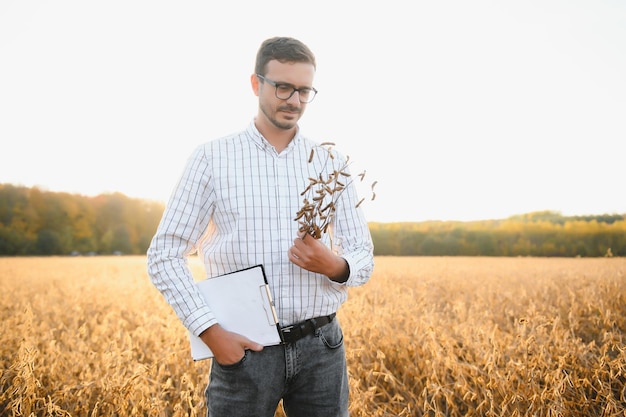 Agronomo o agricoltore che esamina il raccolto del campo di soia