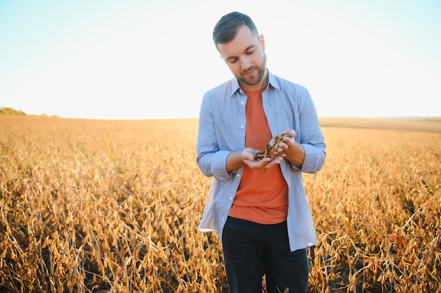 Agronomo o agricoltore che esamina il raccolto del campo di soia