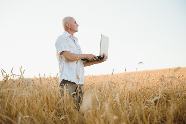 Agronomo o agricoltore utilizzando un computer portatile durante l'ispezione del campo di grano biologico