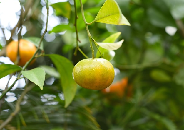 Agrumi clementine maturi che crescono su un ramo