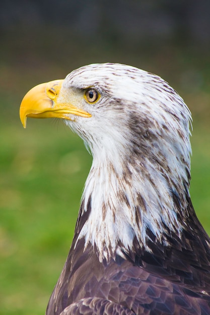 Aguila cabeza blanca