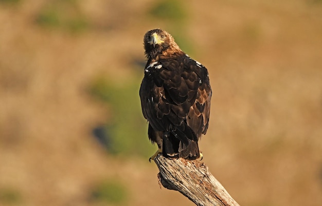 Aguila imperial adulta vigila desde el tronco de un arbol