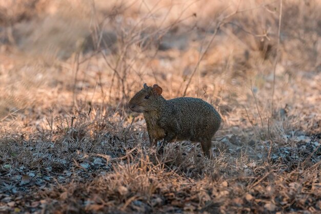 Aguti di Azara Dasyprocta azarae Pantanal Brasile