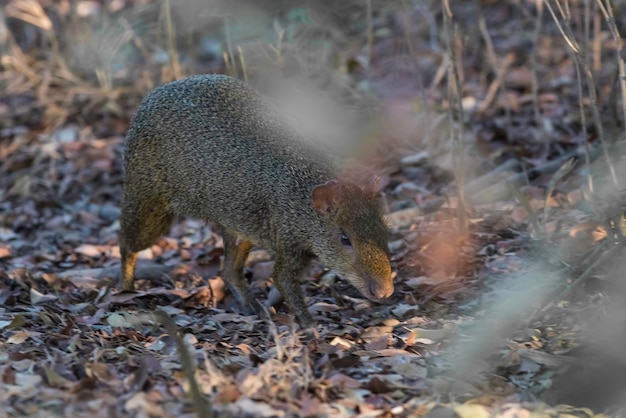 Aguti di Azara Dasyprocta azarae Pantanal Brasile