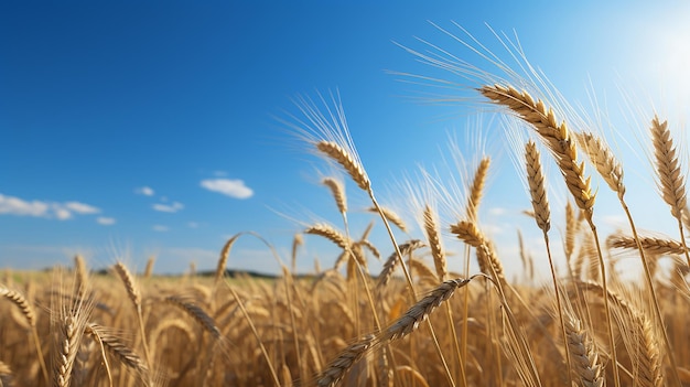 AI generativa su un grande campo c'è un campo di grano