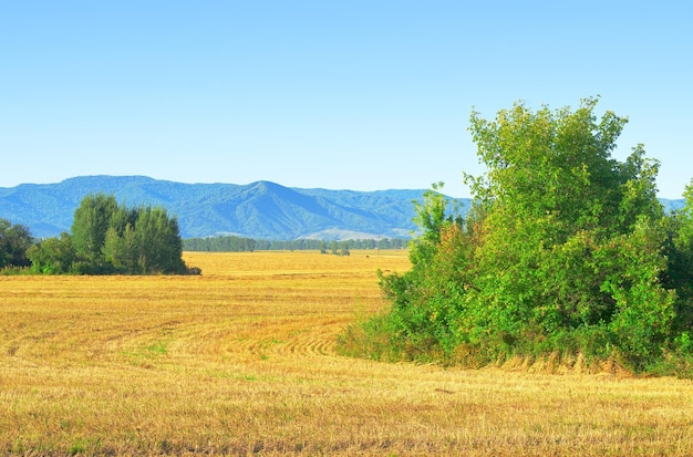 Ai piedi dei Monti Altai Un campo rurale in autunno sotto un cielo azzurro del mattino Territorio dell'Altai