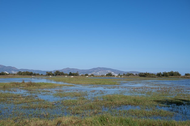 Aiguamolls de Emporda sono paludi con specie in via di estinzione a Girona Catalogna Spagna