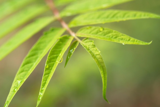 Ailanthus altissima lascia Estate sfondo astratto