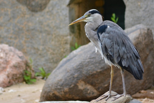 airone azzurro maggiore ardea cinerea