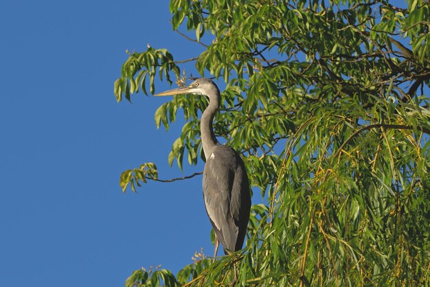 airone azzurro maggiore ardea cinerea