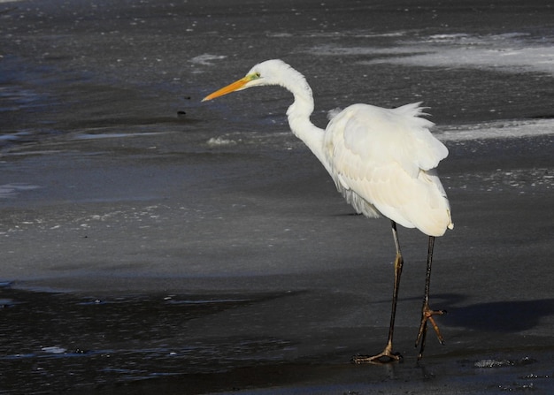 airone azzurro maggiore ardea cinerea