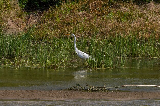 Airone bianco a caccia di sera fiume Desna Ucraina