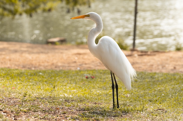 Airone bianco al parco brasiliano