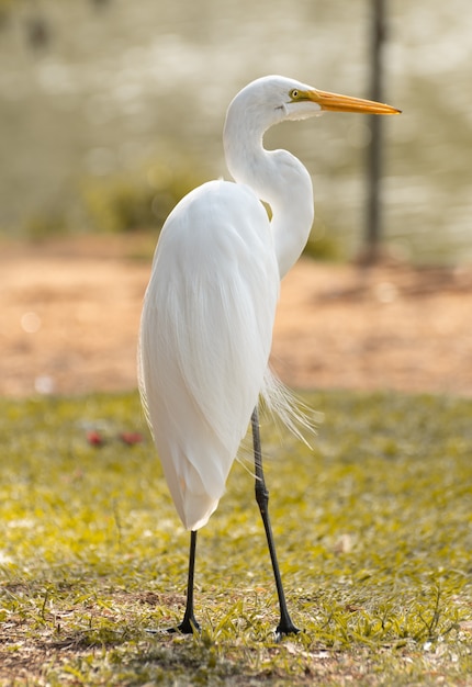 Airone bianco al parco brasiliano