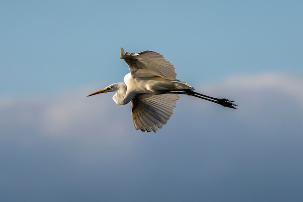 Airone bianco che vola all'alba nel Parco Naturale delle Paludi di Ampurdan.