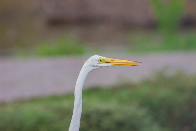 Airone bianco in natura