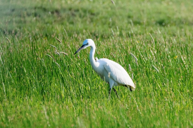 Airone bianco maggiore (Ardea alba) Airone bianco maggiore