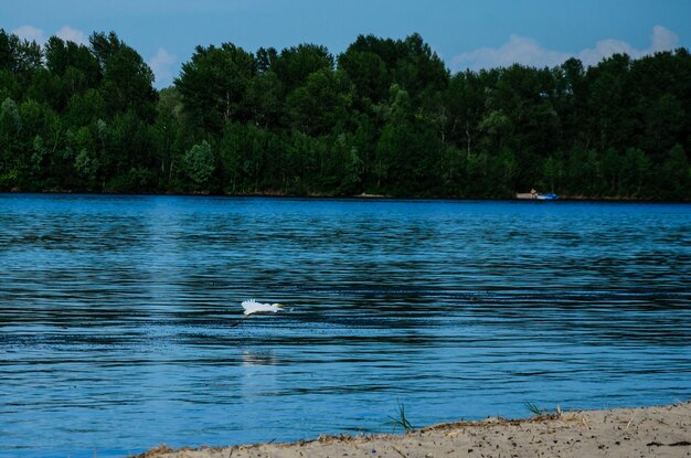 Airone bianco maggiore (ardea alba) in volo sopra la superficie dell'acqua