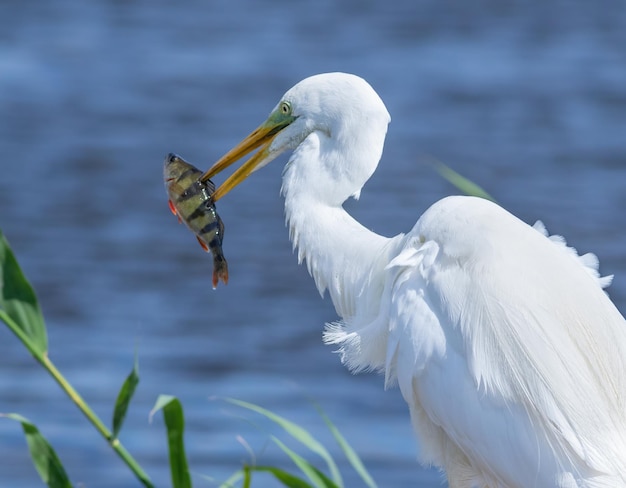 Airone bianco maggiore Ardea alba Un bellissimo uccello in piedi sulla riva di un fiume con un pesce nel becco