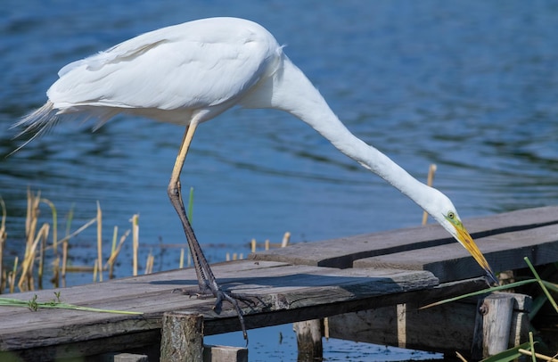 Airone bianco maggiore Ardea alba Un uccello fissa l'acqua in attesa di un pesce