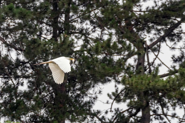 Airone bianco maggiore che vola con pesce nel becco (Ardea alba) Fauna selvatica