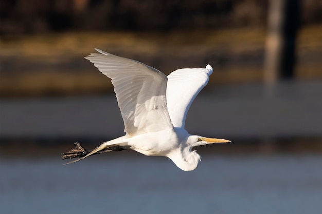 Airone bianco maggiore che vola sull'acqua con le ali alzate