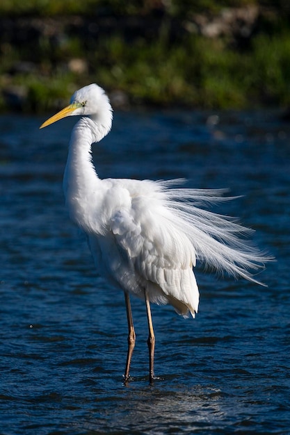 Airone bianco maggiore garzetta garzetta airone bianco maggiore airone bianco maggiore o airone bianco maggiore Ardea alba Malaga