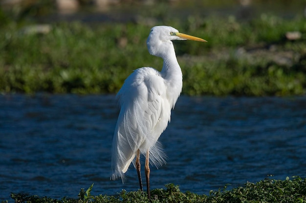 Airone bianco maggiore garzetta garzetta airone bianco maggiore airone bianco maggiore o airone bianco maggiore Ardea alba Malaga