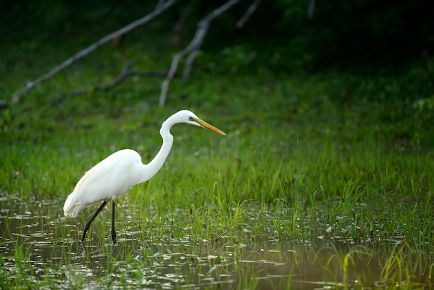 Airone bianco maggiore si trova nello stagno della fauna selvatica