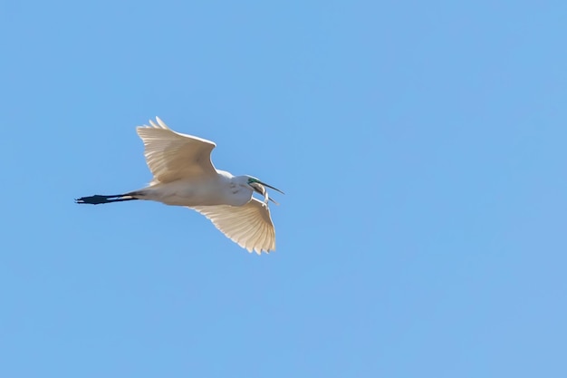 Airone bianco maggiore Volare con pesce nel becco, (Ardea alba) Airone bianco maggiore Volare con cattura