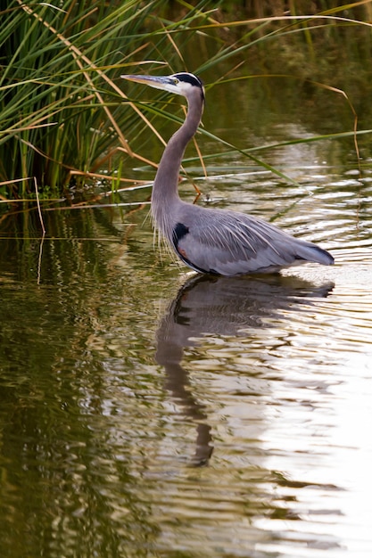 Airone blu in habitat naturale su South Padre Island, TX.