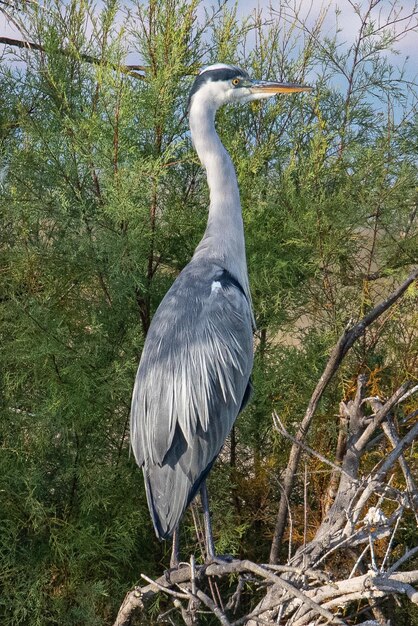 Airone cenerino Ardea cinerea è un uccello comune in emporda girona catalunya spagna