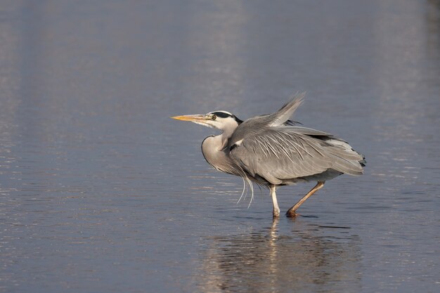 Airone cenerino (Ardea cinerea) guadare un lago a Londra