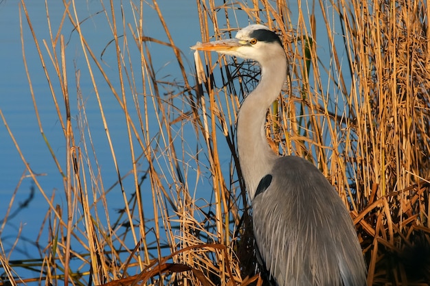 Airone cenerino Ardea cinerea Guardando e aspettando