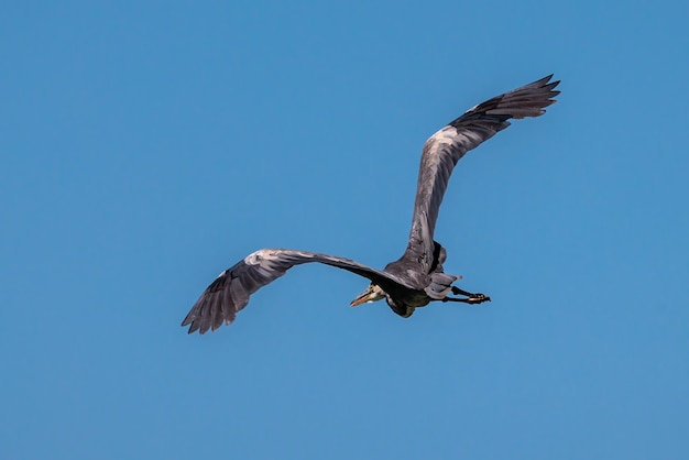 Airone cenerino ardea cinerea