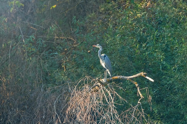 Airone cenerino (ardea erodiade) Airone cenerino