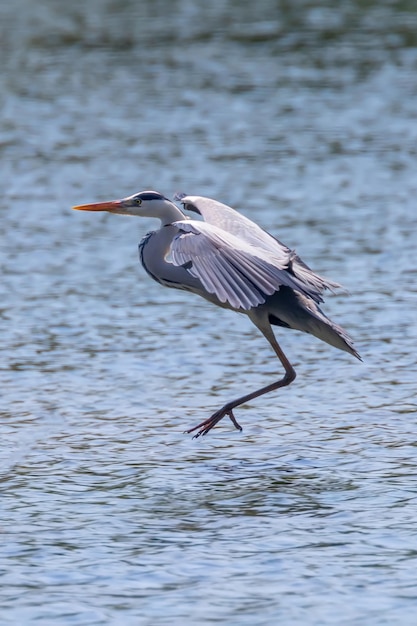 Airone cenerino che atterra (ardea erodiade) Airone cenerino